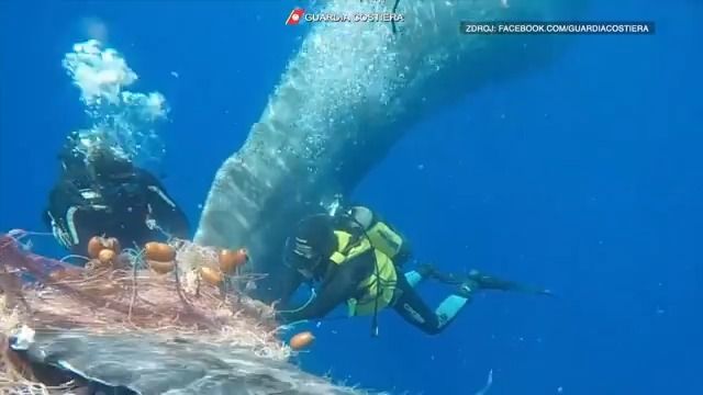Video: Záchranářům se povedlo vysvobodit ze sítě chycenou velrybu